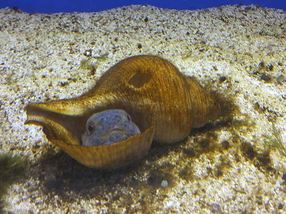 コンペイトウの貝殻ハウス