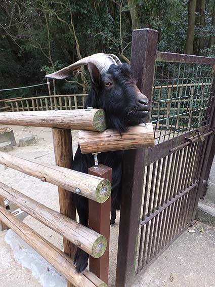 池田動物園の黒ヤギ