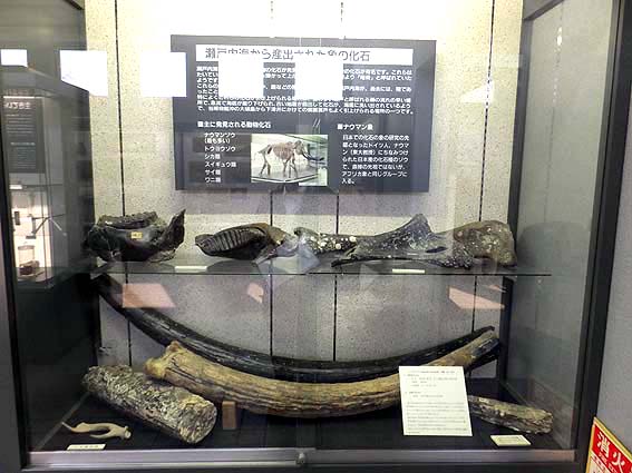 瀬戸内海から産出した象の化石