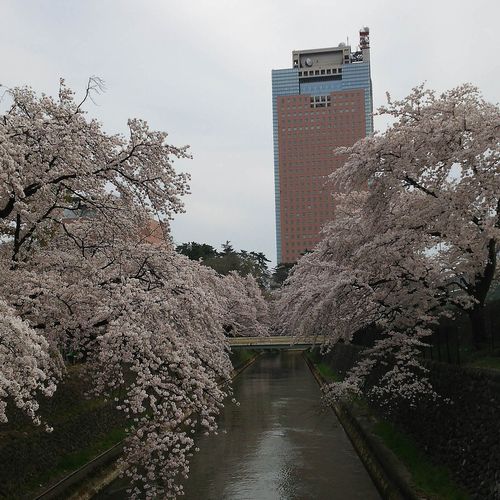 20170410前橋公園の桜と群馬県庁