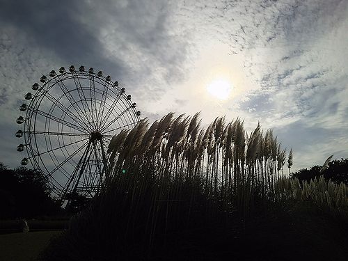 20171018茨城県ひたちなか市国営ひたち海浜公園のコキア4