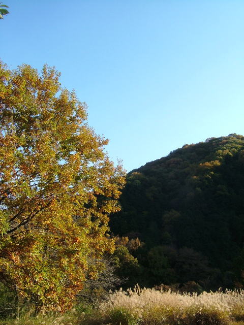 2008.11.埼玉県嵐山町、嵐山渓谷の紅葉