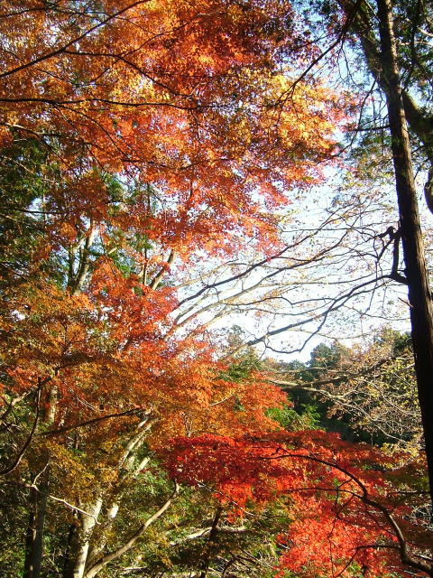 2008.11.埼玉県嵐山町、嵐山渓谷の紅葉