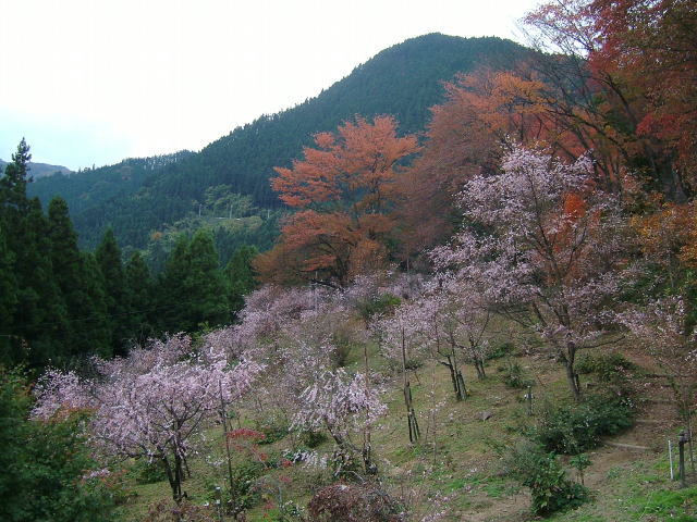 2008.11.埼玉県神川町、城峯公園の冬桜