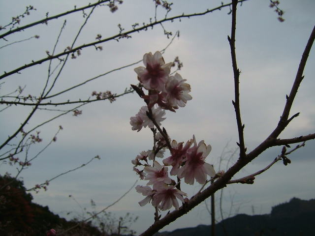2008.11.埼玉県神川町、城峯公園の冬桜