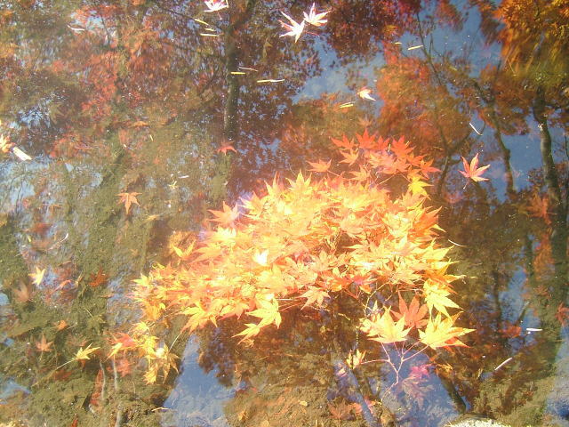 2007.10.長野県軽井沢町、雲場池の紅葉