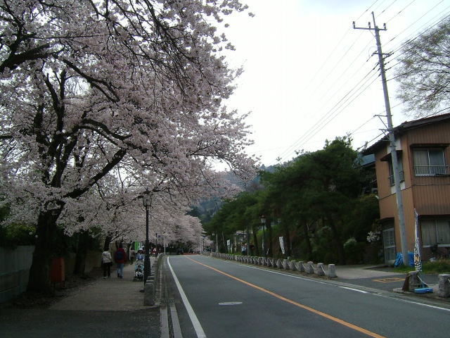 2008.4.埼玉県長瀞町、桜