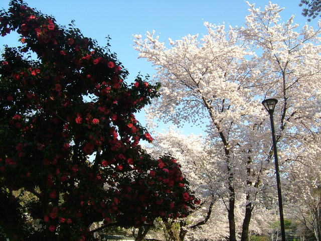 2009.4.群馬県前橋市、前橋公園の桜