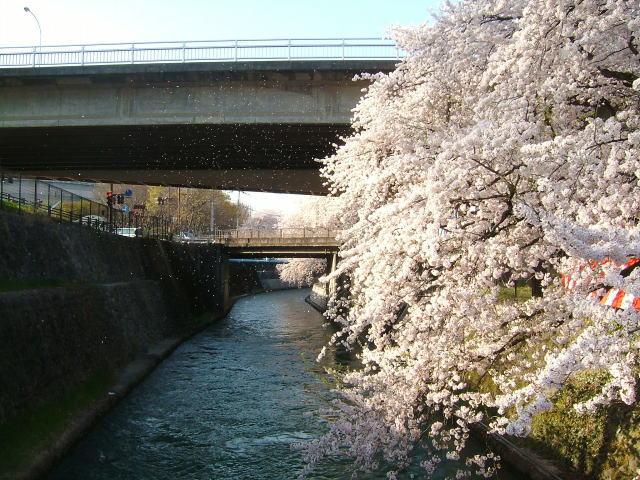 2009.4.群馬県前橋市、前橋公園の桜