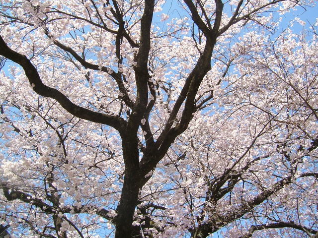 2009.4.山梨県北杜市、実相寺の桜