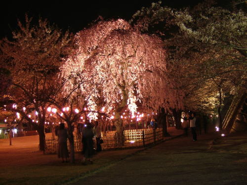2006.5.長野県小諸市、懐古園の夜桜