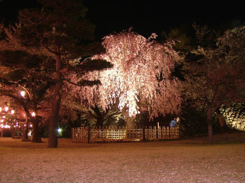 2006.5.長野県小諸市、懐古園の夜桜