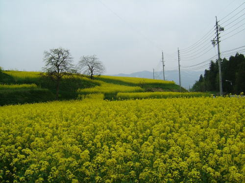 2006.5.長野県飯山市、菜の花