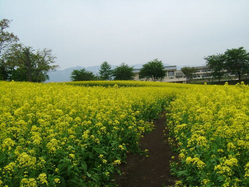 2006.5.長野県飯山市、菜の花