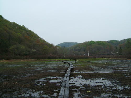 2006.5.新潟県妙高市、斑尾高原沼の原湿原の水芭蕉