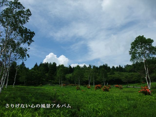 2010.7.長野県富士見町、入笠湿原1-6.jpg