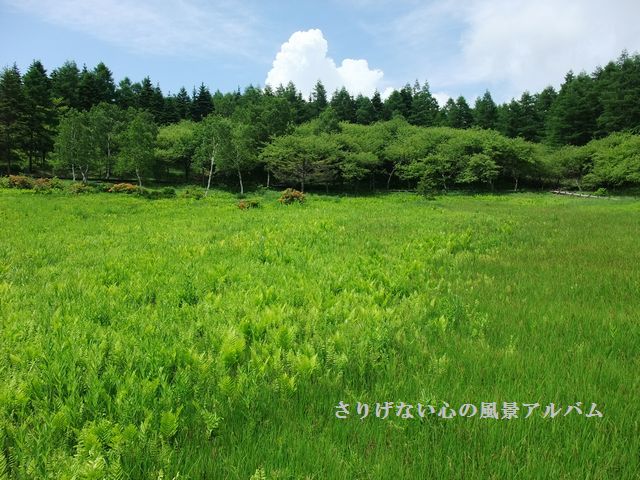2010.7.長野県富士見町、入笠湿原1-8.jpg