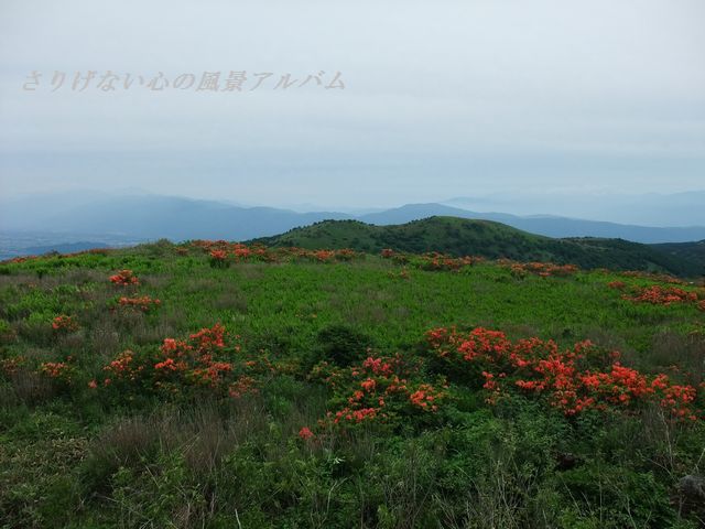 2010.6.長野県諏訪市、車山高原・ビーナスラインのつつじ