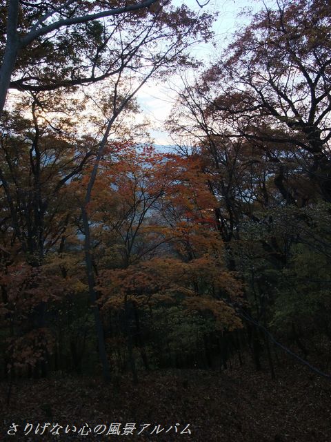 2010.11.長野県小諸市、紅葉の懐古園