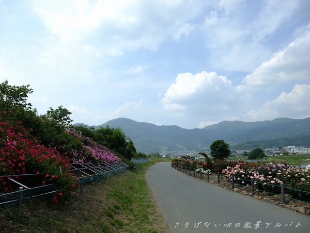 2011.6.長野県坂城町、さかき千曲川バラ公園