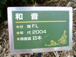 2011.6.長野県坂城町、さかき千曲川バラ公園。和音