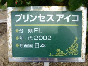 2011.6.長野県坂城町、さかき千曲川バラ公園。プリンセス　アイコ