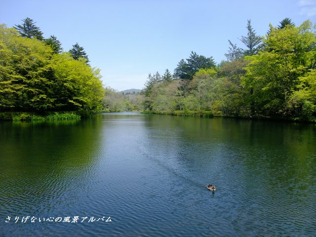 2012.5.長野県軽井沢町、新緑の雲場池