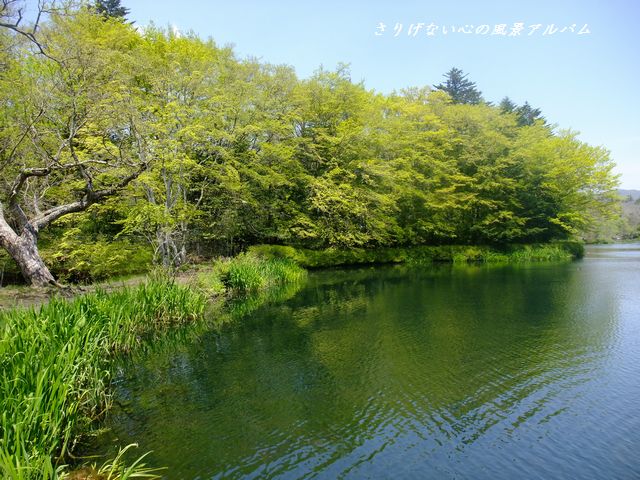 2012.5.長野県軽井沢町、新緑の雲場池