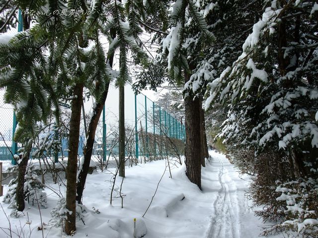 2012.2.長野県軽井沢町、雪のロストボールレーン