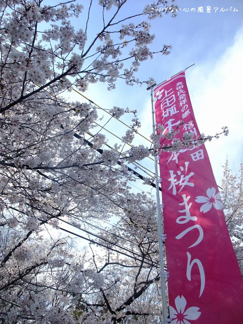 2013.4.長野県上田市、上田城跡公園の桜