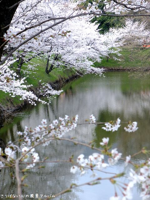 2013.4.長野県上田市、上田城跡公園の桜