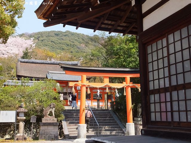 2014.4.宇治神社の桜002.jpg
