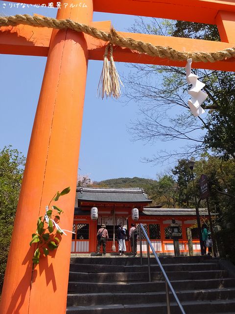 2014.4.宇治神社の桜003.jpg