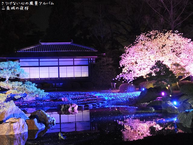 2014.4.二条城の桜ライトアップ008.jpg