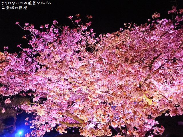 2014.4.二条城の桜ライトアップ010.jpg