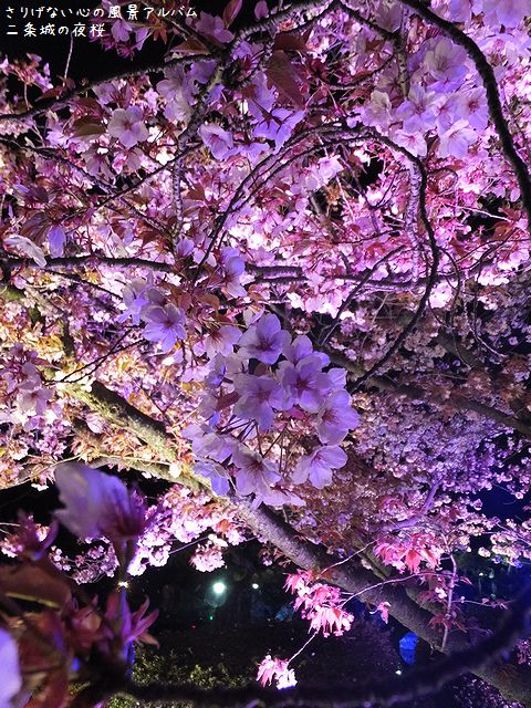 2014.4.二条城の桜ライトアップ011.jpg