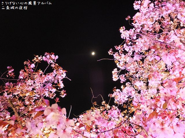 2014.4.二条城の桜ライトアップ012.jpg