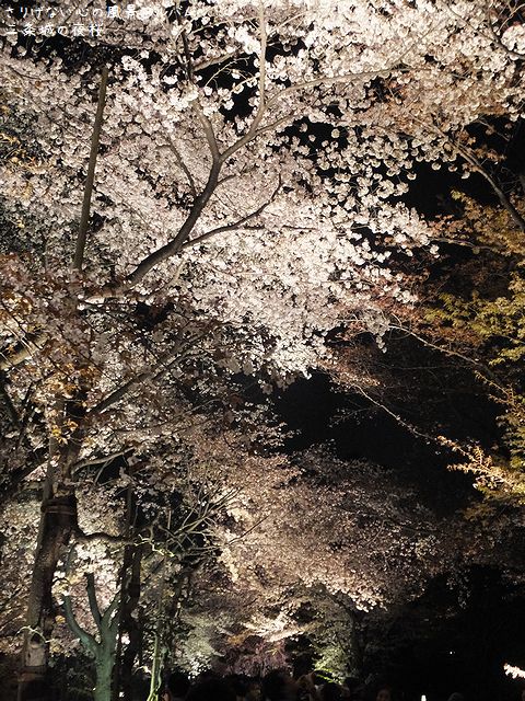 2014.4.二条城の桜ライトアップ013.jpg