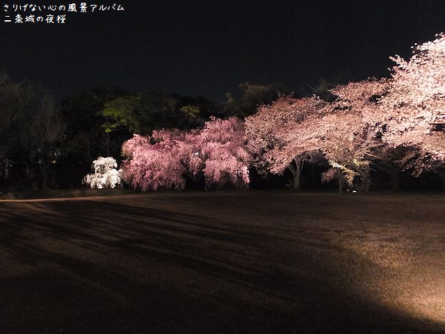 2014.4.二条城の桜ライトアップ014.jpg