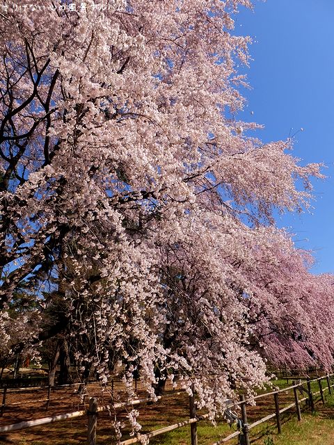 2014.3.敷島公園の枝垂桜001.jpg