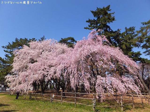 2014.3.敷島公園の枝垂桜002.jpg