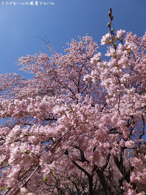 2014.3.敷島公園の枝垂桜007.jpg