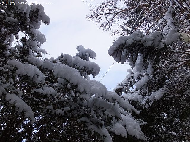 2014.12.軽井沢の雪2.jpg