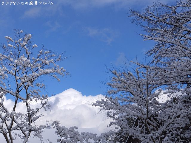 2014.12.軽井沢の雪7.jpg