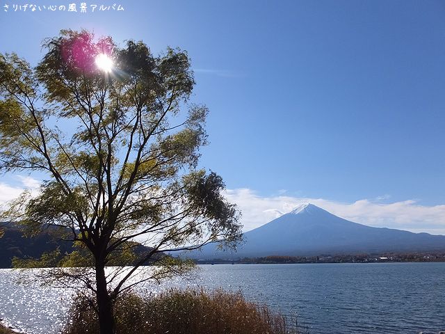 2014.11.河口湖の紅葉と富士山1.jpg