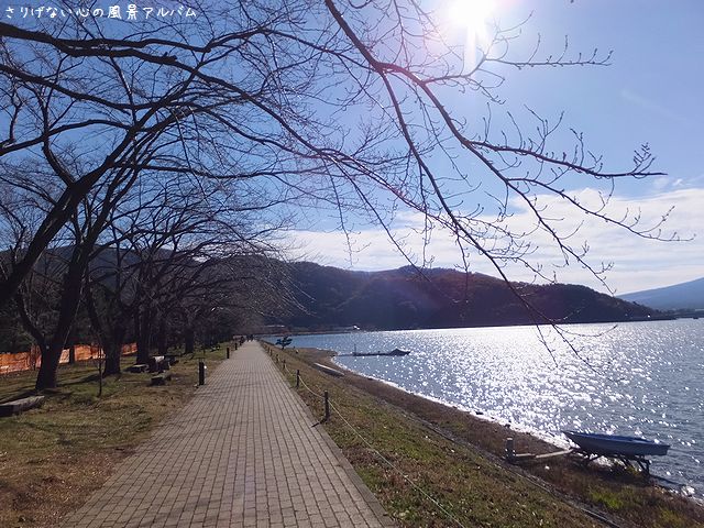 2014.11.河口湖の紅葉と富士山5.jpg
