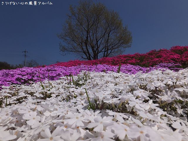 20170424みさと芝桜公園3.jpg