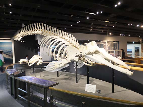 ツチクジラ（富山市科学博物館）