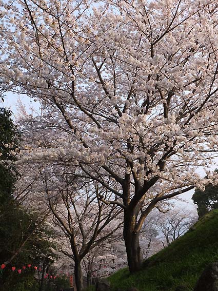 風頭公園の桜