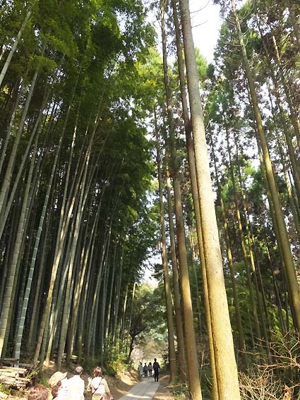 大楠へ至る竹林